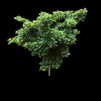Mariken Dwarf Ginkgo Tree