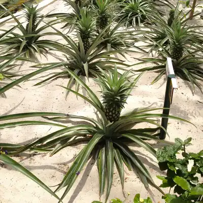 Elite Gold Pineapple