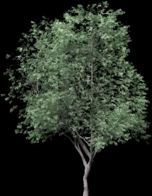 Kentucky Coffee Tree