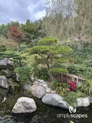 Japanese Black Pine Tree