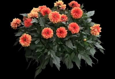 City Lights Apricot Glow dahlia