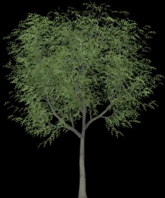 Japanese Walnut