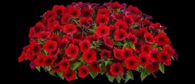 ColorRush Red - Petunia