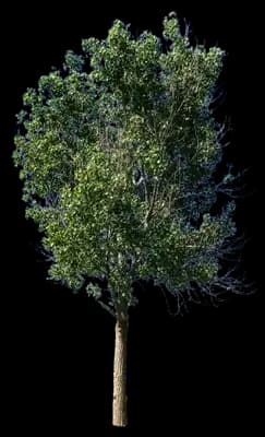 Cottonwood Tree