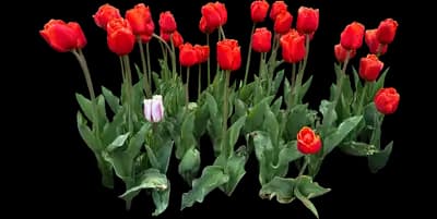 Tulip 'Cadans Triumph'