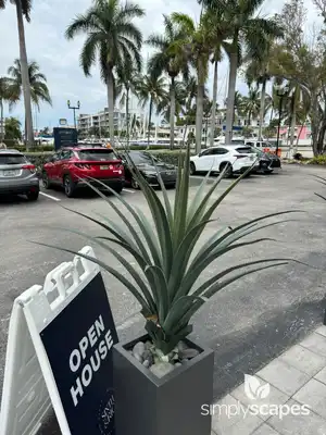 Palmer's Agave