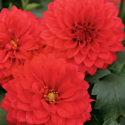 Red Dahlia