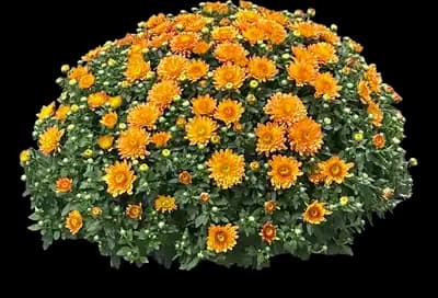 Chrysanthemum (Orange)