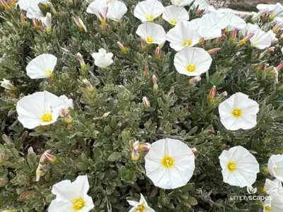 Silverbush