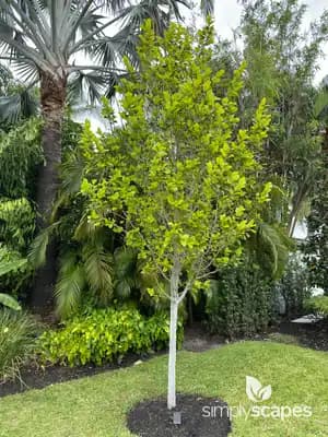 Jackfruit Tree
