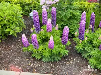 Lupine