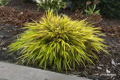 Japanese Forest Grass