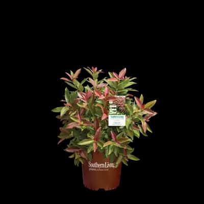Viburnum Coppertop®