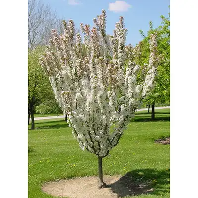 Jarmin Marilee® Flowering Crabapple Tree