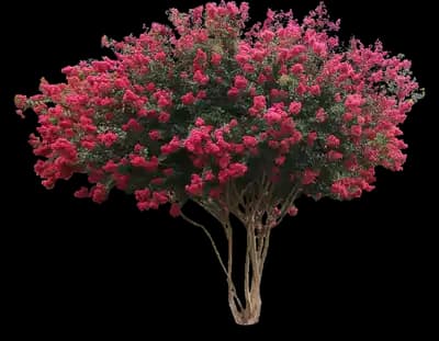 Tonto Crape Myrtle Tree