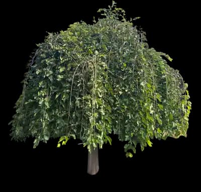 Mulberry