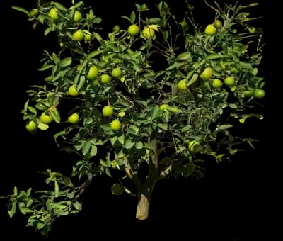 Lime Tree