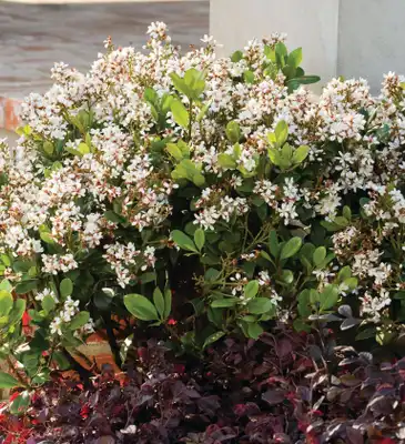 Raphiolepis Clean Sweep™ Snowbank™