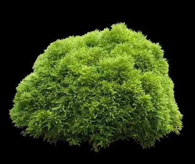 Cryptomeria 'Globosa Nana' Shrub