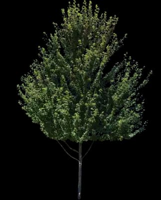Redpointe® Red Maple Tree
