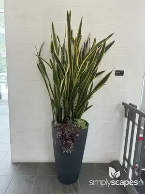 Variegated Snake Plant