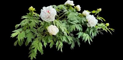 Tree Peony 'White'