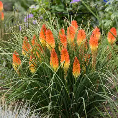 Red Hot Poker (Kniphofia)