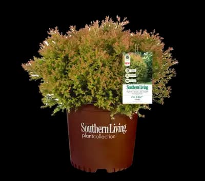 Arborvitae Fire Chief™