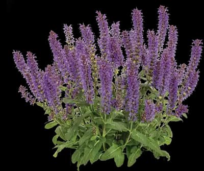'Violet Profusion' Perennial Salvia