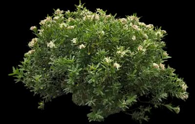 Daphne Shrub
