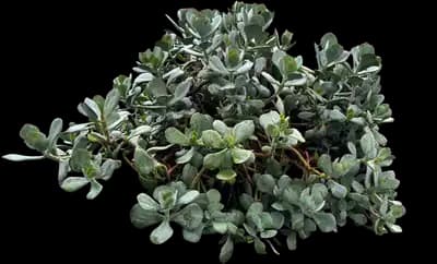 Silver jade plant