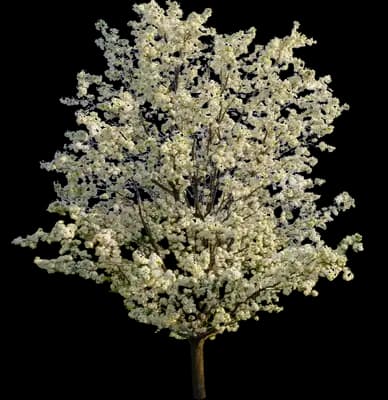 Autumn Blaze Flowering Pear Tree