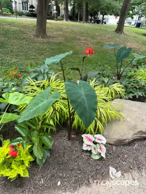 Elephant Ears Plant