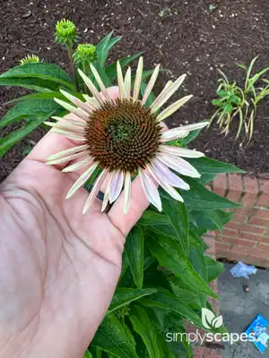 Coneflower
