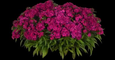 Dart™ Purple Dianthus