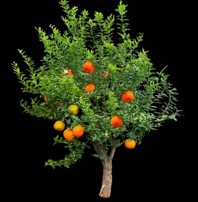 Pixie Mandarin Tree