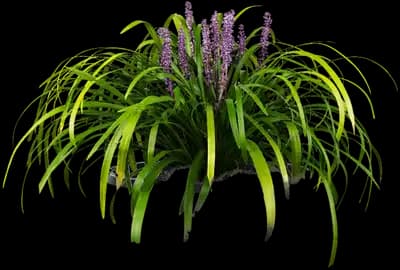 Royal Purple Lily Turf
