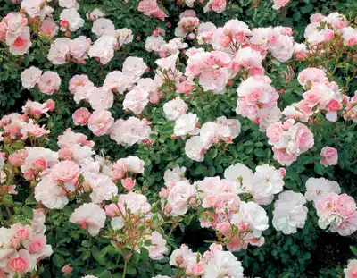 Bonica Rose