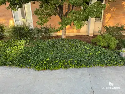English Ivy Vine