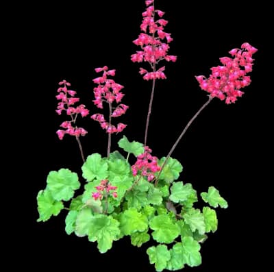 Guacamole™ Coral Bells