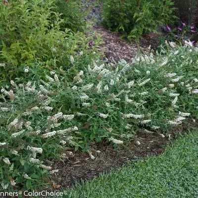 Lo & Behold® Butterfly Bush Series by Proven Winners