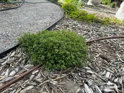 Culinary Thyme