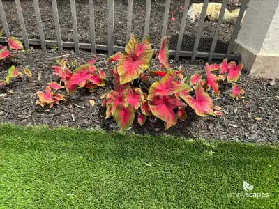Caladium Plants