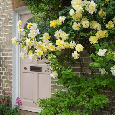 Rosa Golden Showers Climbing
