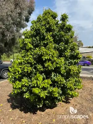 Hollyleaf Cherry
