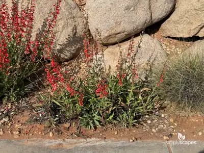 Firecracker Beardtongue (Penstemon)