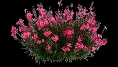 Steffi™ Dark Rose Improved Gaura lindheimeri