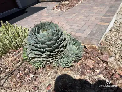 Butterfly Agave