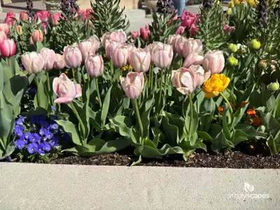 Tulip 'Salmon Van Eijk'