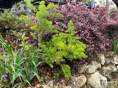 Ming Fern